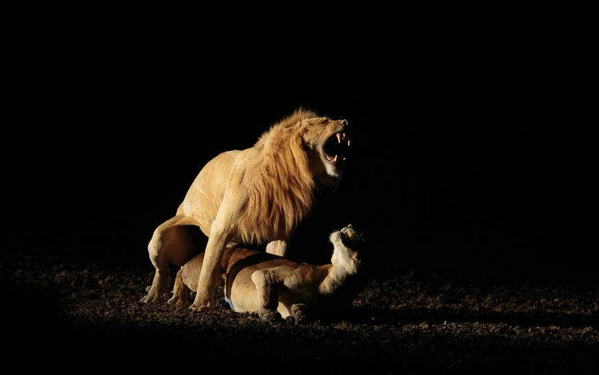 Wildlife image from photo safari with edward selfe in south luangwa national park.
