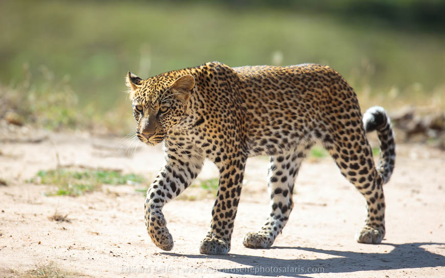Wildlife image from photo safari with edward selfe.