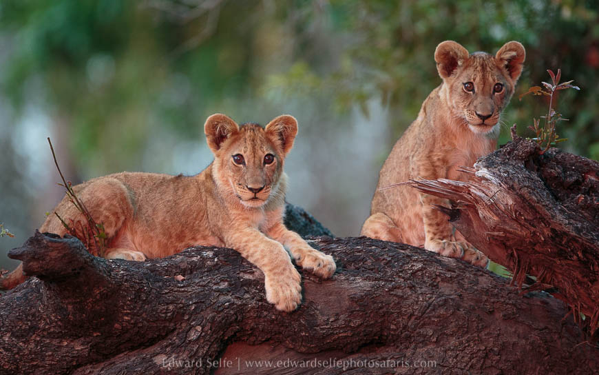 Wildlife image from photo safari with edward selfe in south luangwa national park.