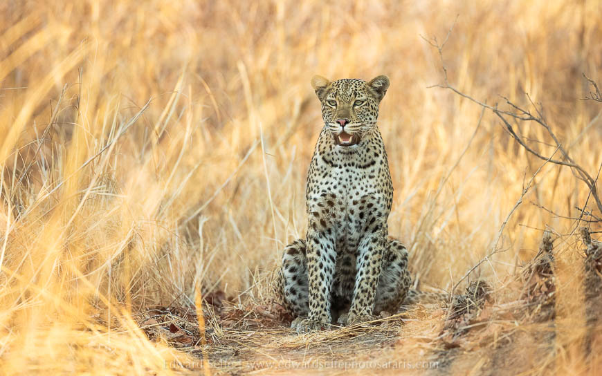 Wildlife image from photo safari with edward selfe.