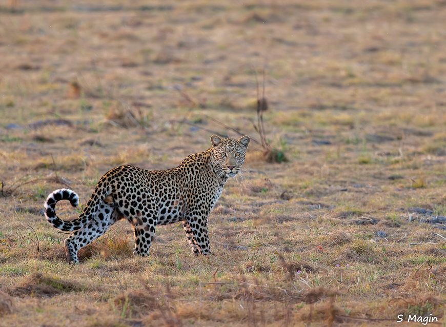 Wildlife image by Sharon Magin from photo safari in Zambia with Edward Selfe.