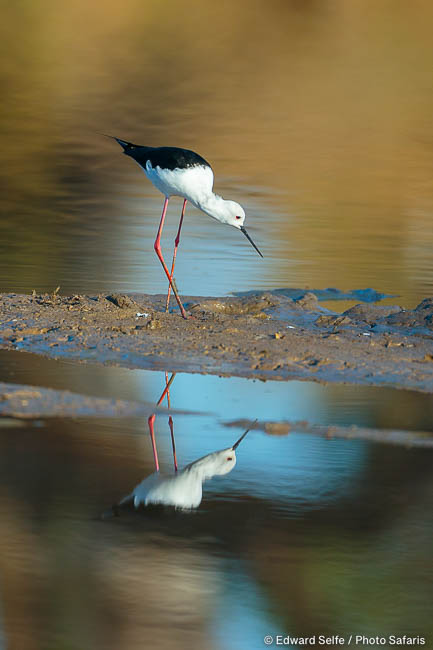 Wildlife image by edward selfe to illustrate the importance of a good background in shot.