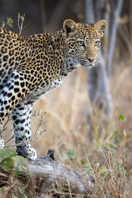 Images of wildlife from photo safari with edward selfe in south luangwa.