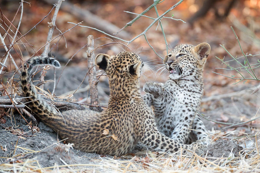 Leopard cubs playing on photo safari with edward selfe in south luangwa national park.