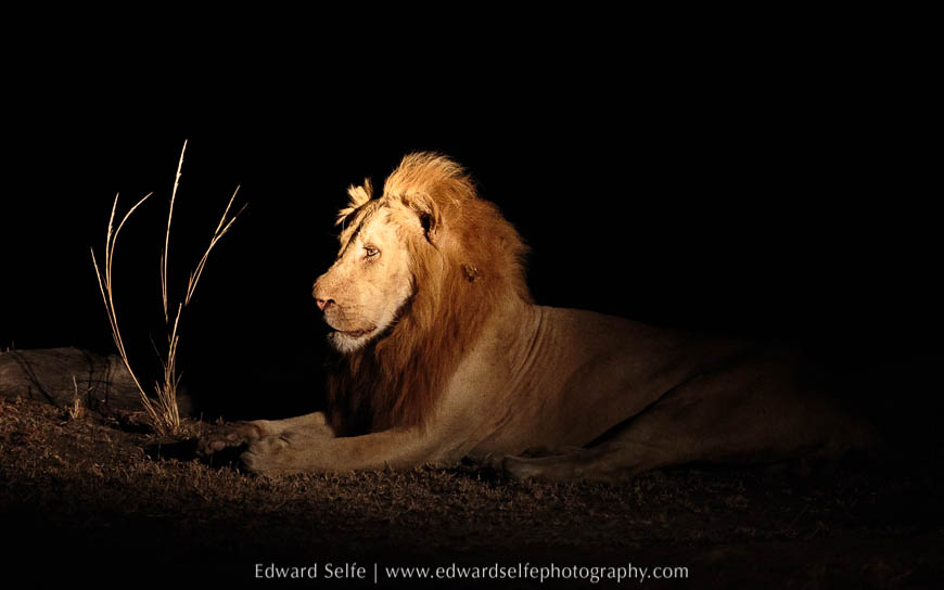 Ginger, the golden lion of South Luangwa, on photo safari in South Luangwa National Park.