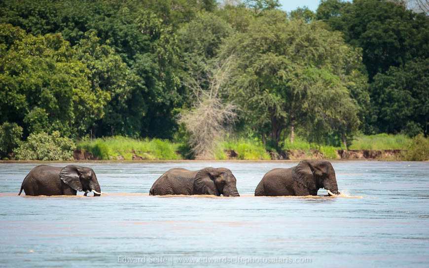 Wildlife image from the flooded luangwa by edward selfe.