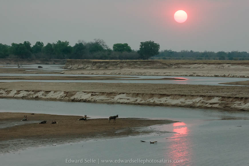 Wildlife image from photo safari with edward selfe in south luangwa national park.