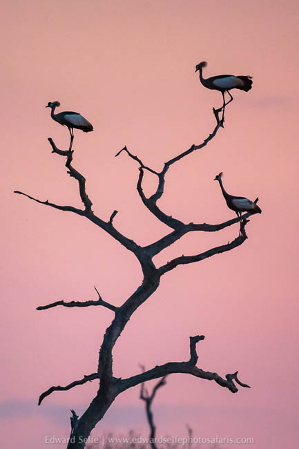 Wildlife image from a photo safari with edward selfe.