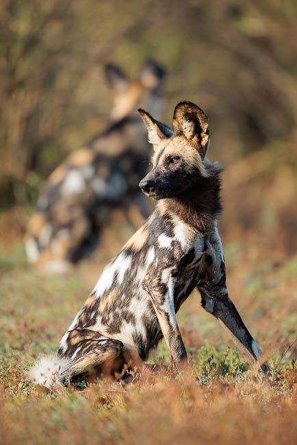 Images of wildlife from photo safari with edward selfe in the nsefu sector.