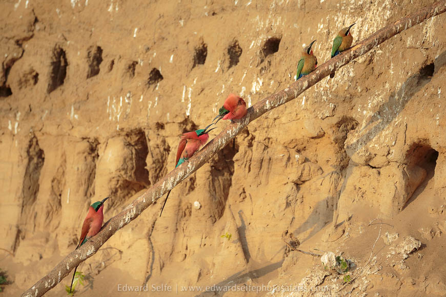 Wildlife image on photo safari with edward selfe in south luangwa national park.
