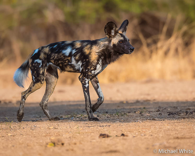 Mike white’s image of wildlife from photo safari with edward selfe in zambia.