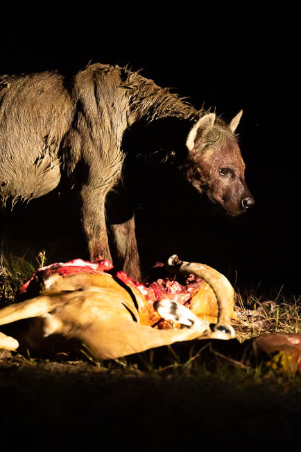 Images of wildlife from photo safari with edward selfe in south luangwa.