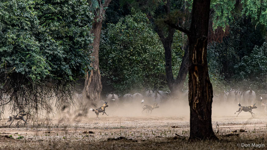 Wildlife image by don magin from a photo safari in zambia and zimbabwe with edward selfe.