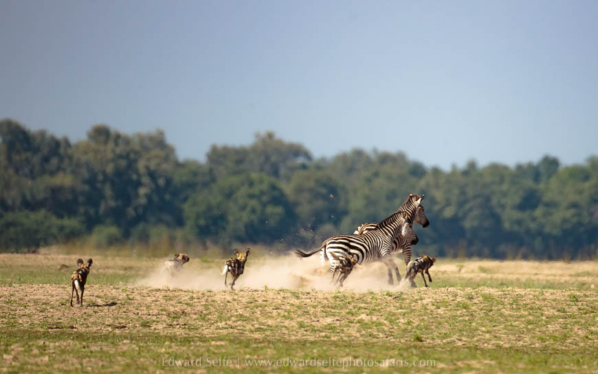 Wildlife image from photo safari with edward selfe.
