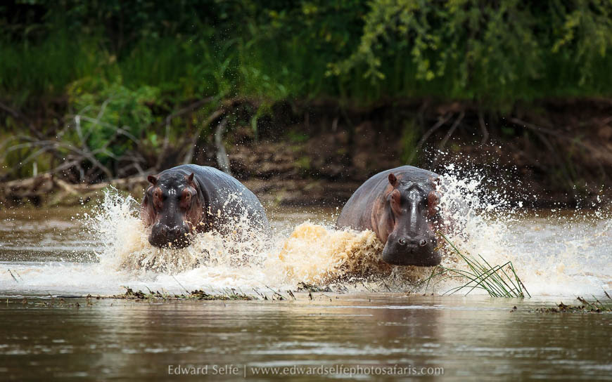 Wildlife image from the flooded luangwa by edward selfe.