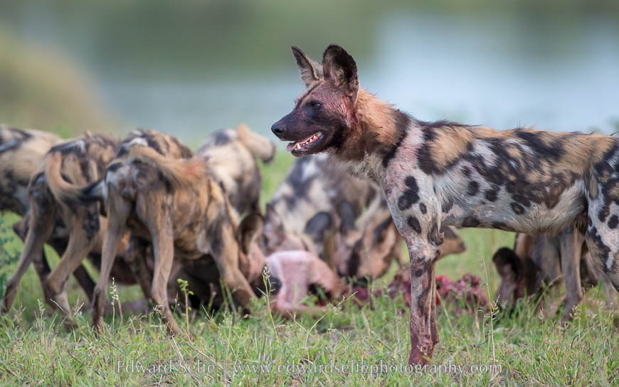 An adult wild dog watches over the pups as they feed on an impala carcass in South Luangwa National Park