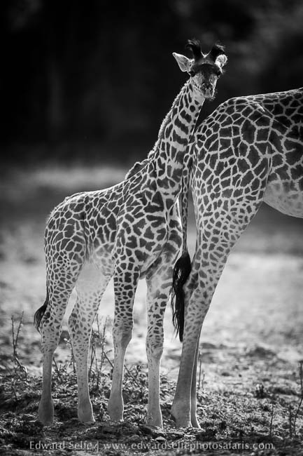 Wildlife image from photo safari with edward selfe.