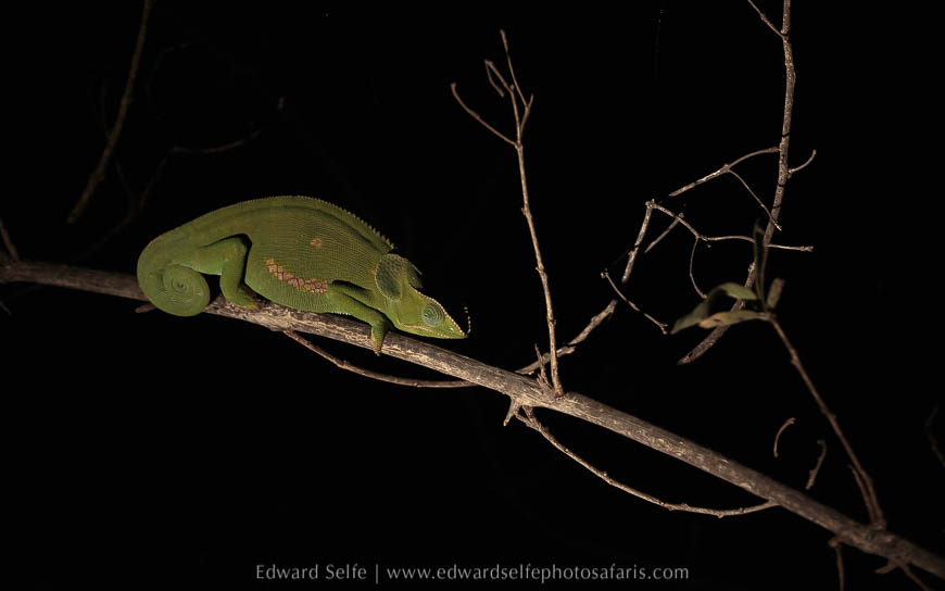A night time sighting of a chameleon on photo safari with edward selfe in south luangwa national park.