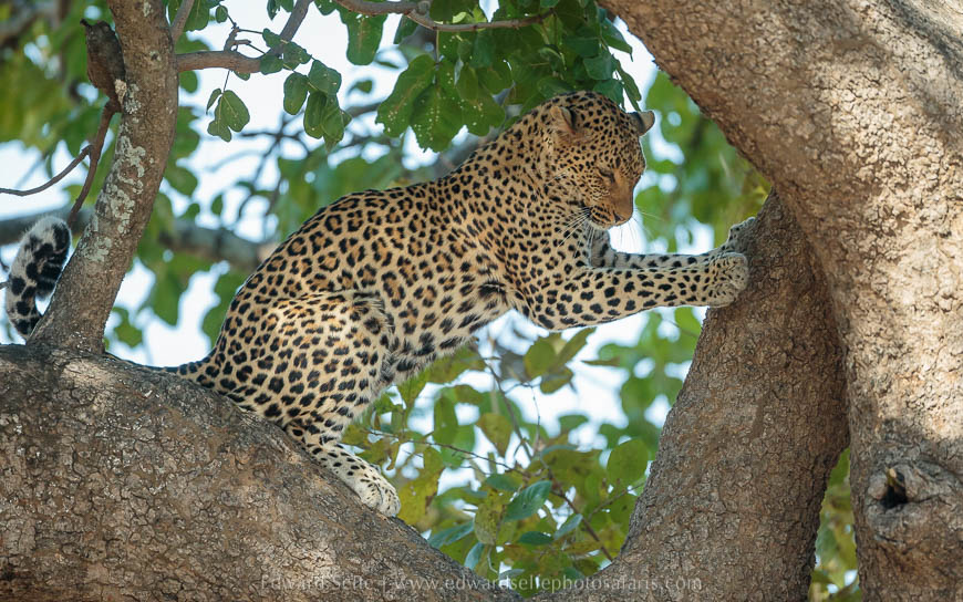 Wildlife image from photo safari with edward selfe in south luangwa national park.