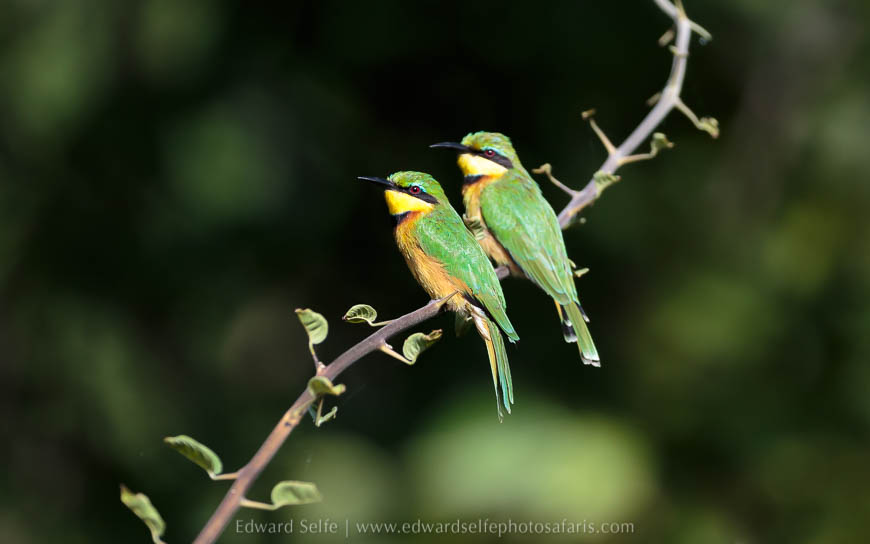 Wildlife image from photo safari with edward selfe.