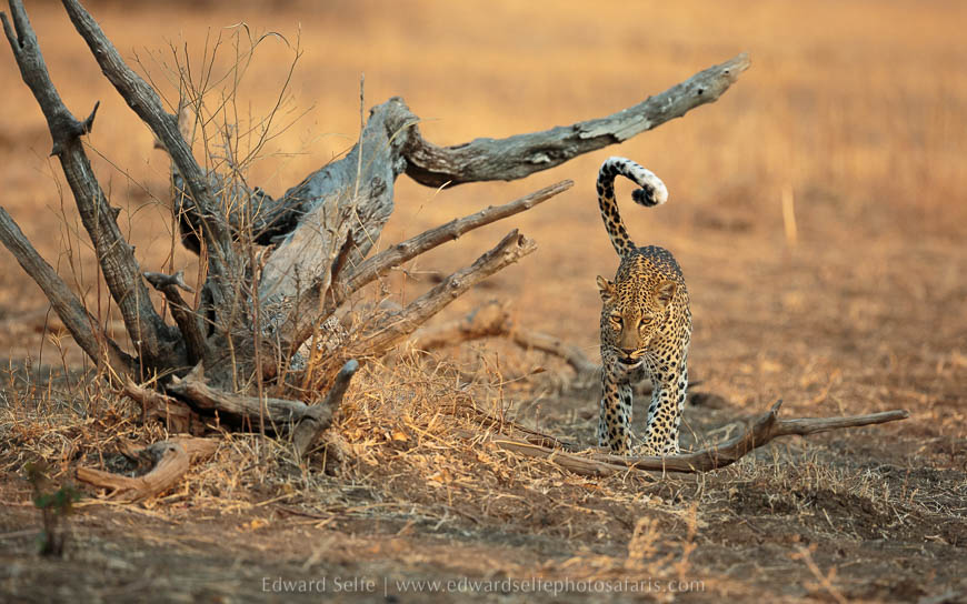 Wildlife image from photo safari with edward selfe in south luangwa national park.