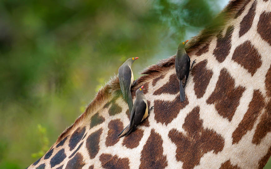 Images of wildlife from photo safari with edward selfe in zambia.