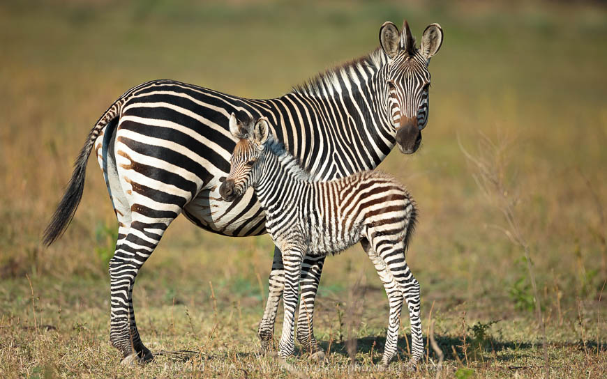Wildlife image from photo safari with edward selfe in south luangwa national park.