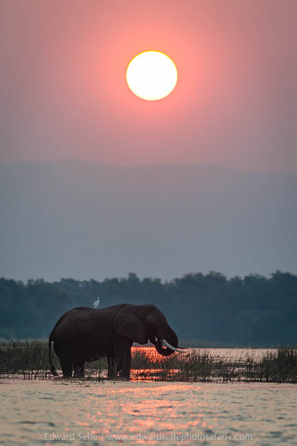 Wildlife image from a photo safari with edward selfe.