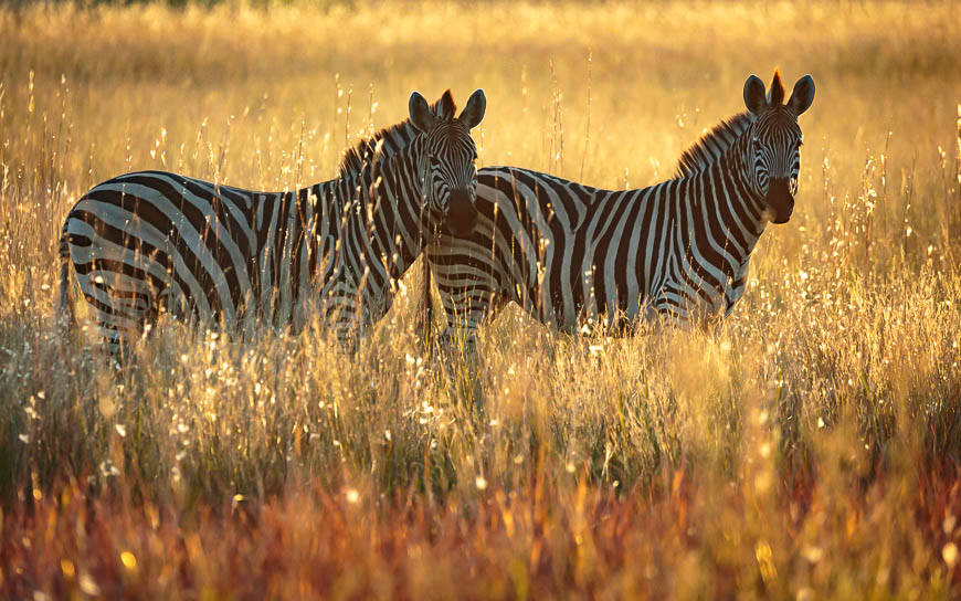 Images of wildlife from photo safari with edward selfe
