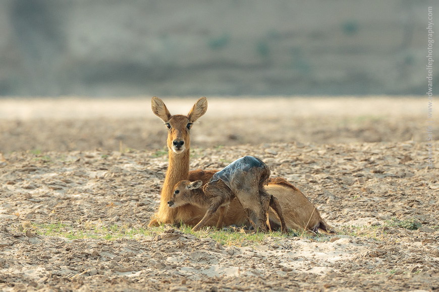 A freshly-born puku calf in South Luangwa National Park, being cared for by its mother.