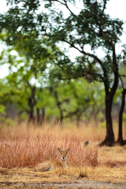 Wildlife image from photo safari with edward selfe.