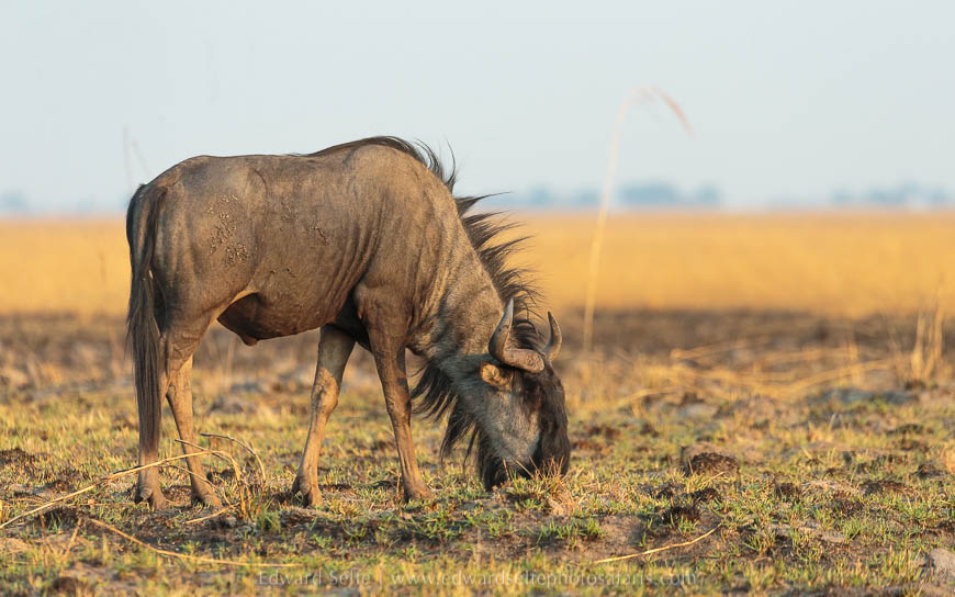 Wildlife image from photo safari with edward selfe safaris.