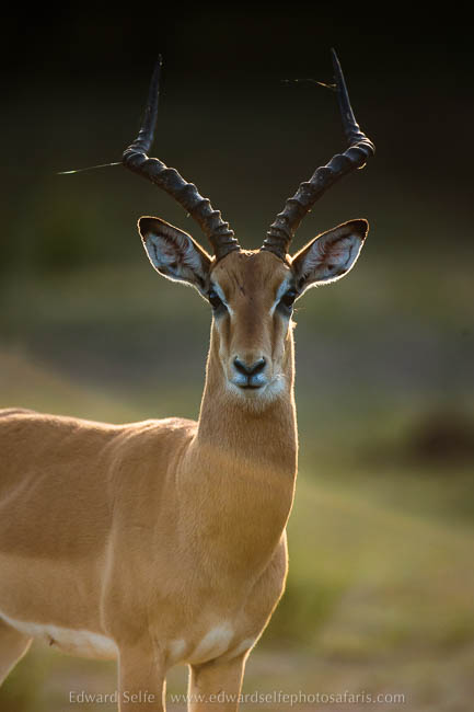 Wildlife image from photo safari with edward selfe.
