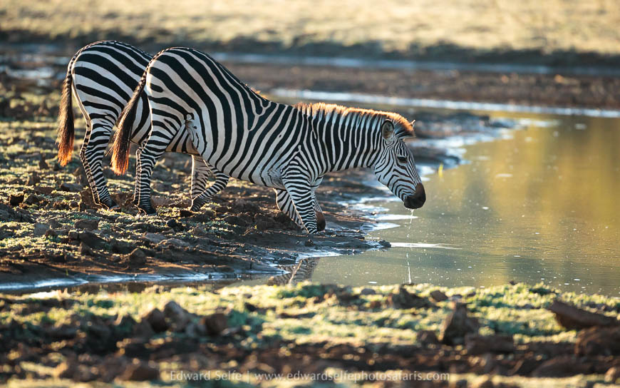Wildlife image from a photo safari with edward selfe.