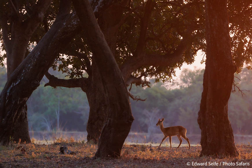 Image from exclusive luangwa photo safari by edward selfe