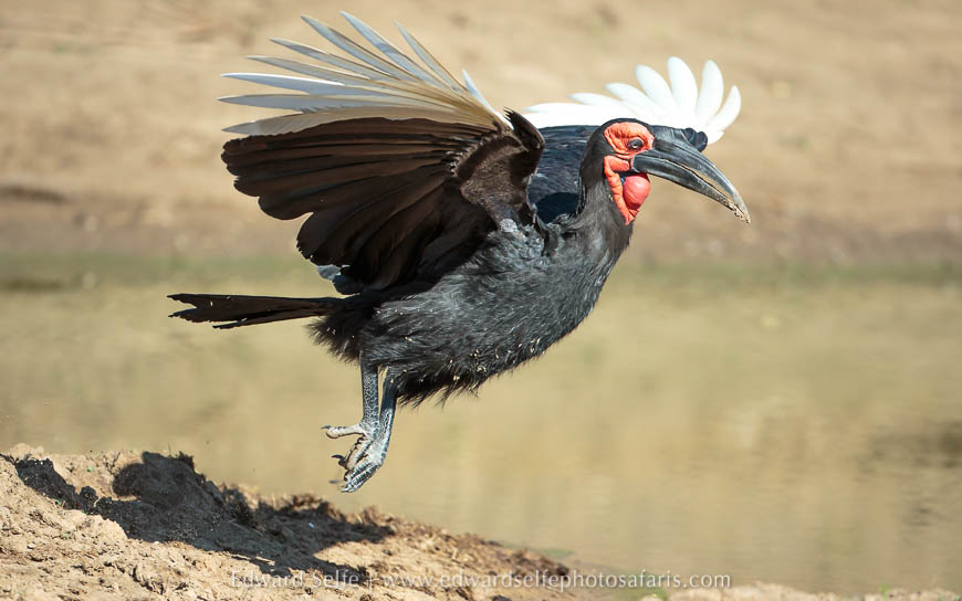 Wildlife image from photo safari with edward selfe.