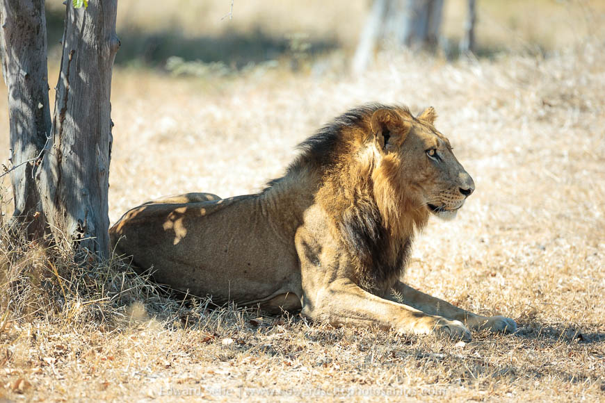 Wildlife image from photo safari with edward selfe in south luangwa national park.