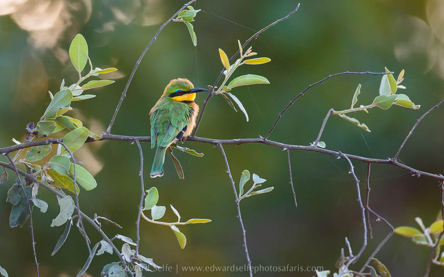 Wildlife image from photo safari with edward selfe.