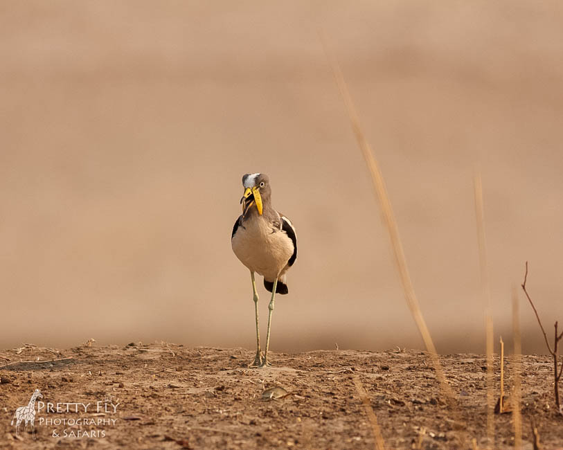Wildlife image from photo safari with edward selfe in south luangwa national park.