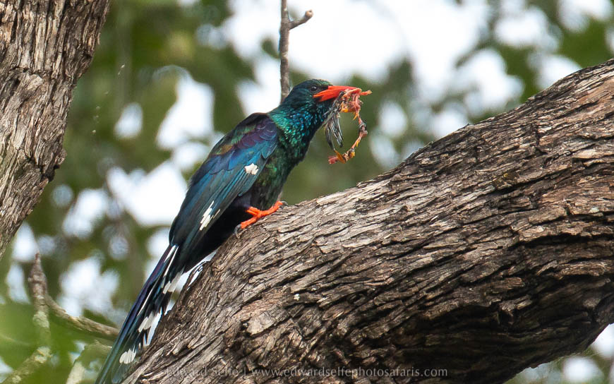 Wildlife image from photo safari with edward selfe.