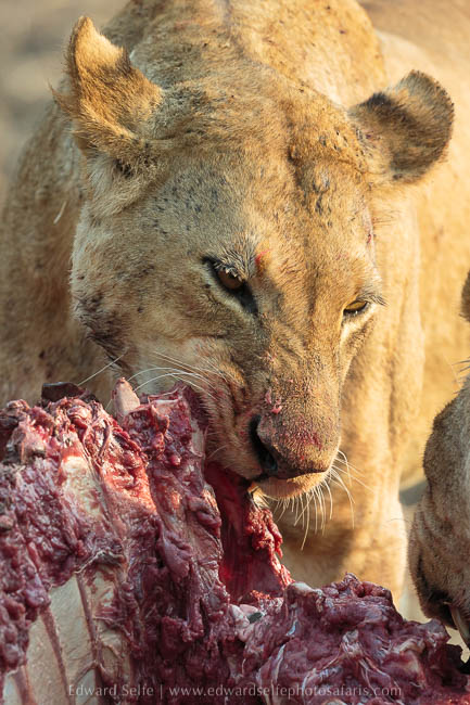 Wildlife image from photo safari with edward selfe in south luangwa national park.