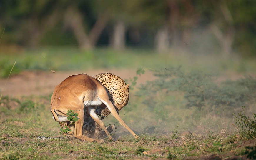 Wildlife image from photo safari with edward selfe.