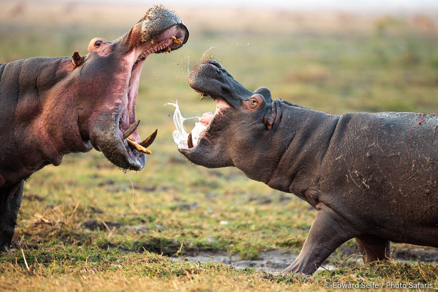 Wildlife image by edward selfe from photo safari in southern africa.