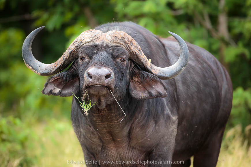 Wildlife image from photo safari in south luangwa with edward selfe.