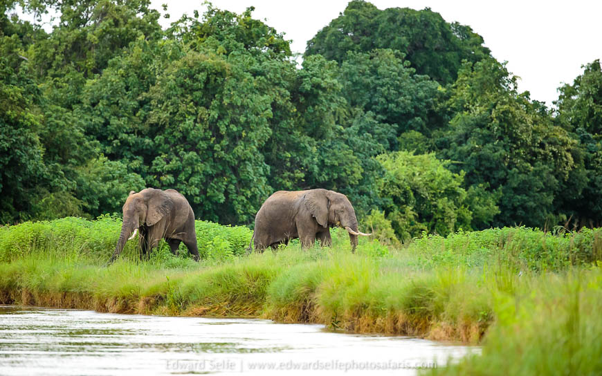 Wildlife image from the flooded luangwa by edward selfe.