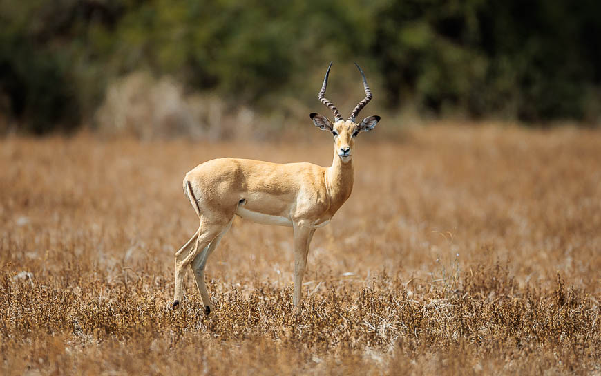 Images of wildlife from photo safari with edward selfe in the nsefu sector.