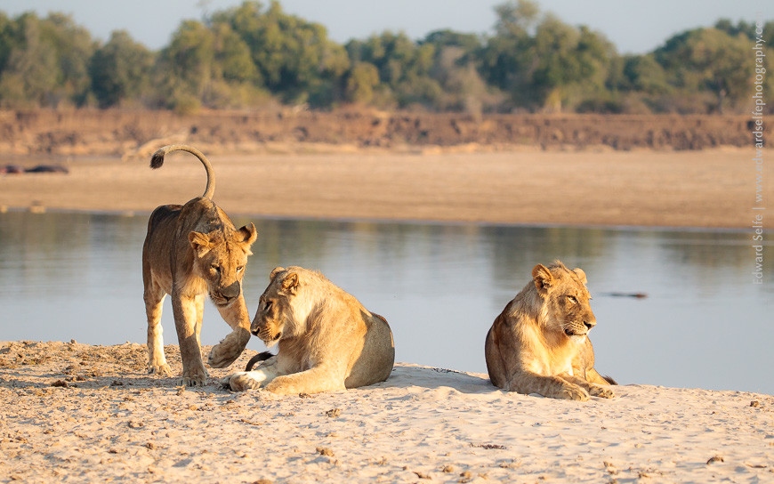 On the banks of the Luangwa River in Zambia, three young male lions greet each other, forming bonds that will serve them well as they mature.