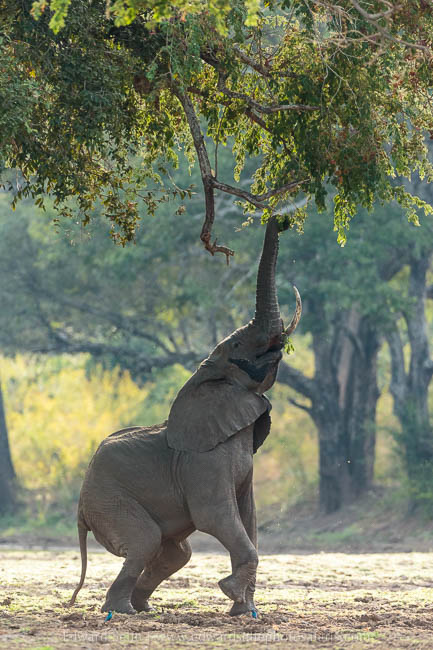 Wildlife image from photo safari with edward selfe in south luangwa national park.
