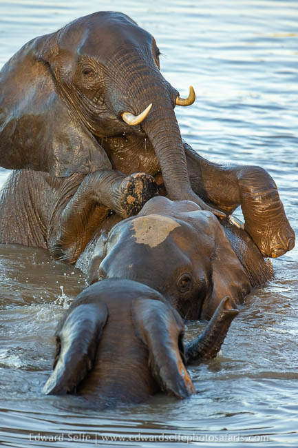 Wildlife image from photo safari with edward selfe.