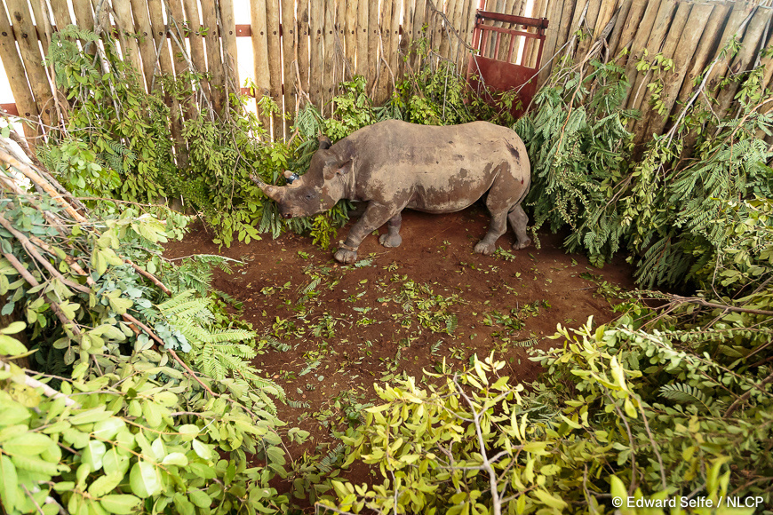 Images of the rescue a wild black rhino and his safe return to north luangwa national park.